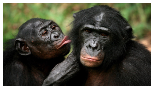 zoofilia video hombre follando chimpance